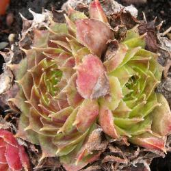 Sempervivum - Dachwurz - Hauswurz